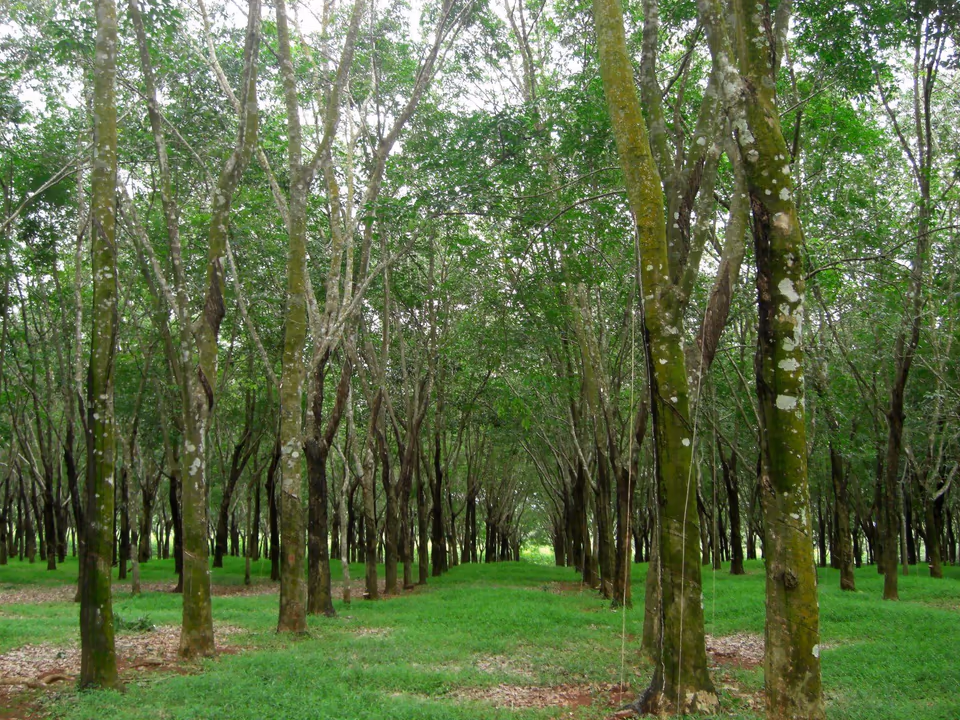 Vườn cao su ở Việt Nam, những hàng cây thân xám phủ rêu, tán xanh liền nhau, mặt đất phủ cỏ.